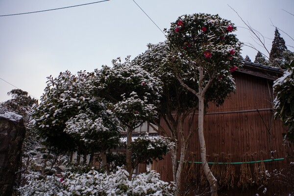 山茶花に雪が・・。