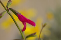 おしゃべりな花