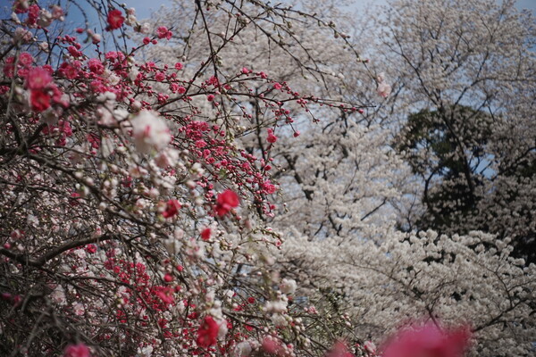 砧公園の花桃