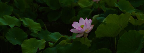 蓮池