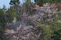 山裾の桜