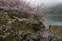 ダムの桜