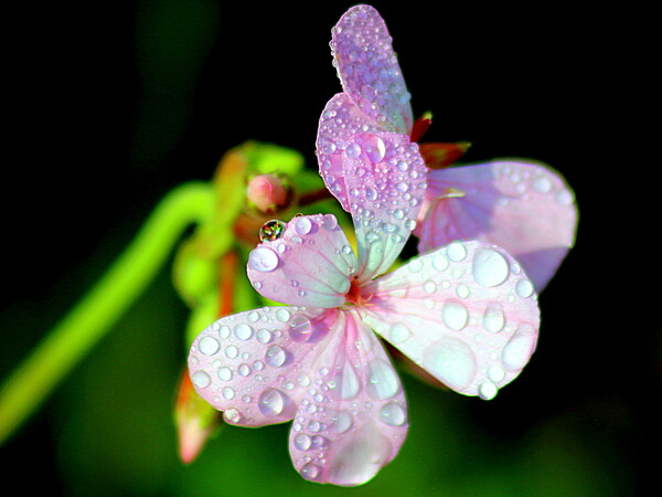 雨の中の花