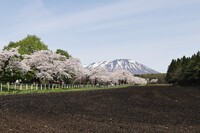 黒い土