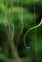 藤の花のあと