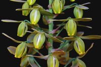 Albuca