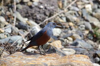 鳥板フアン