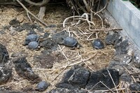 Galápagos Islands 09