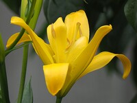 庭に咲く黄色い百合