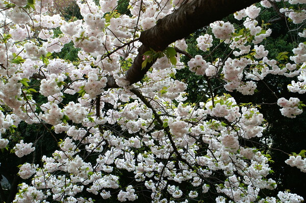 八重桜満開!