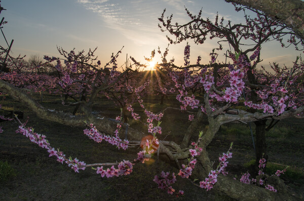 猿投山山麓桃畑