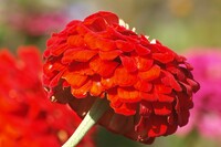 【紅】の花