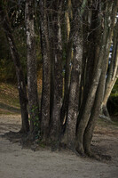 古墳公園の柿の木