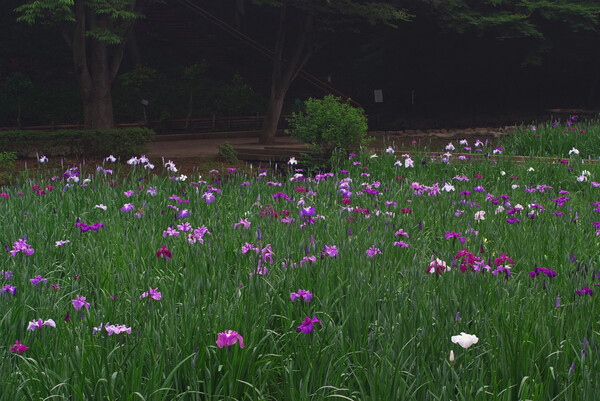 花菖蒲