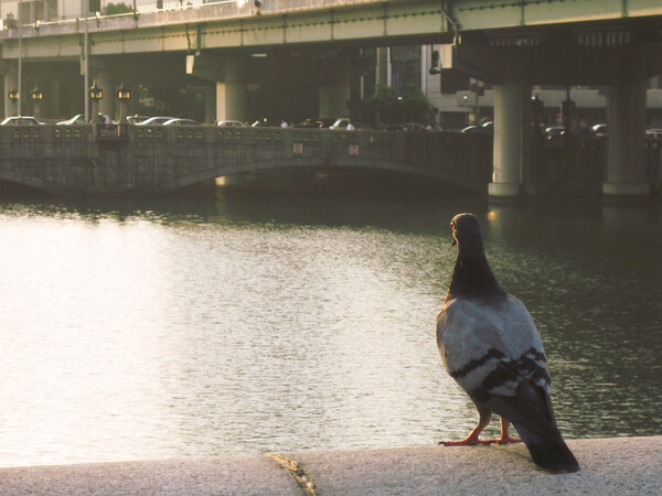 水晶橋の鳩（大阪中之島）