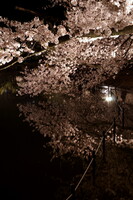府大池桜まつりライトアップ