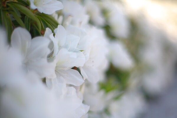 白い花咲く