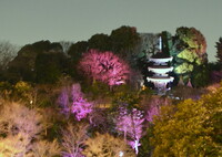 三重塔と桜の夜景