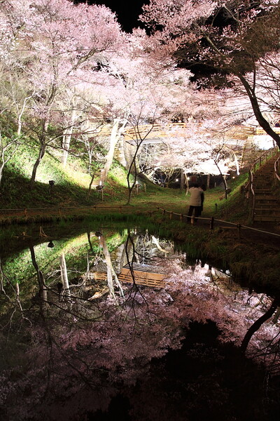 高遠城址公園夜桜