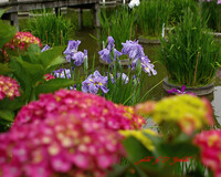 大宰府の菖蒲と紫陽花