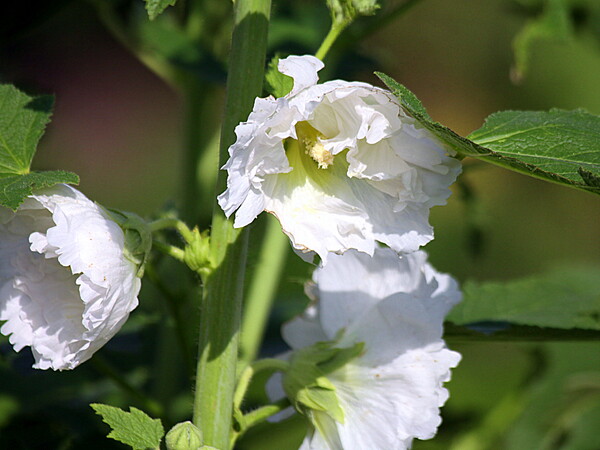 タチアオイの白花