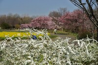 蘆花公園、春爛漫・・・