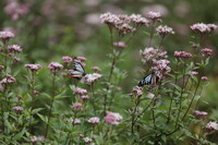 夢の花園（締め）