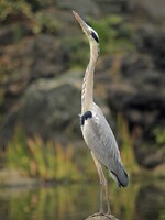 「上空のカラスの一群を警戒する蒼鷺」