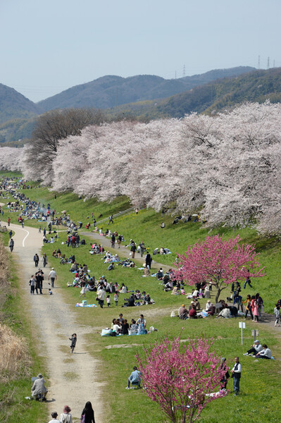 桜と桃の競演