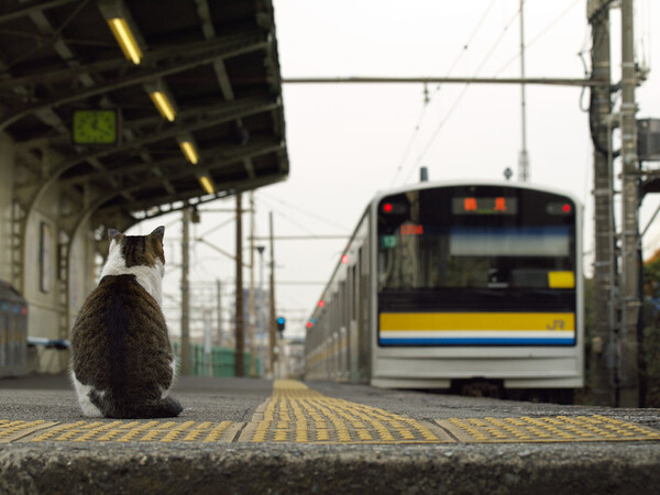 【猫】　鉄道員