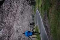 桜色の小道