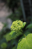 庭の紫陽花