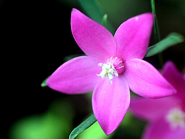 ピンクの小さい花のUP