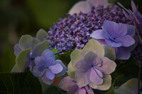 花屋さんの紫陽花。
