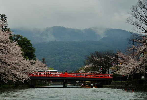 京都で桜