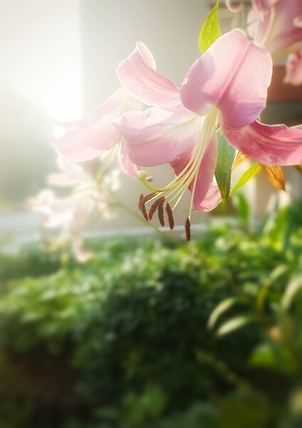 朝の光に咲く
