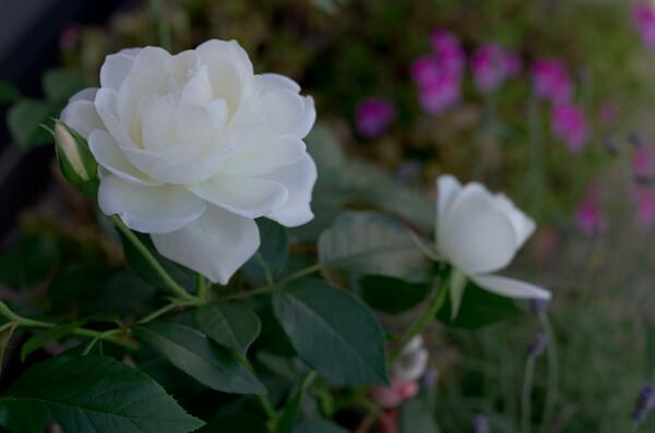 ベランダの白薔薇