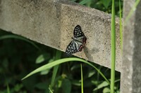 東京に棲みついた南方の蝶（その２）