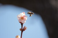 梅にミツバチ