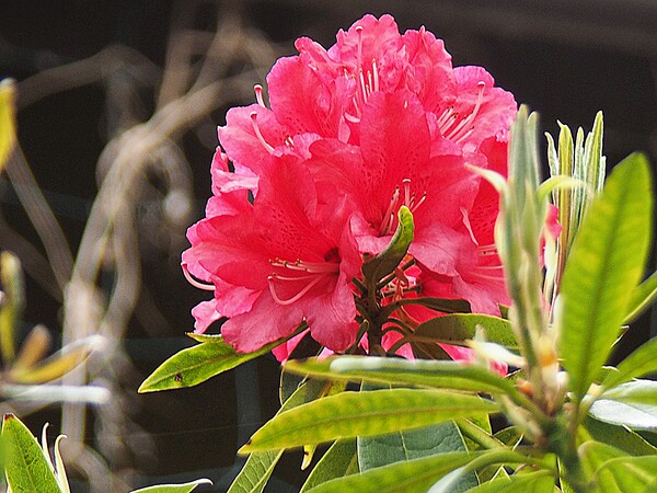 石楠花