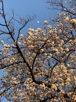 夕焼け桜と月