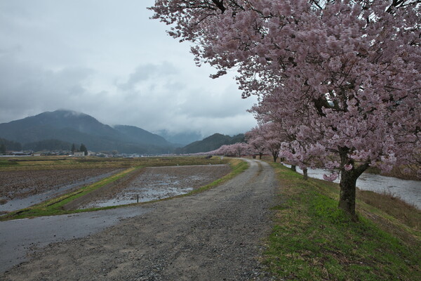 桜色の帯