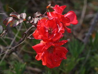 畑の赤い花