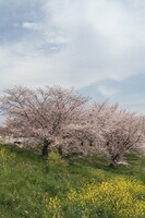 【はな】野原と桜と空と雲