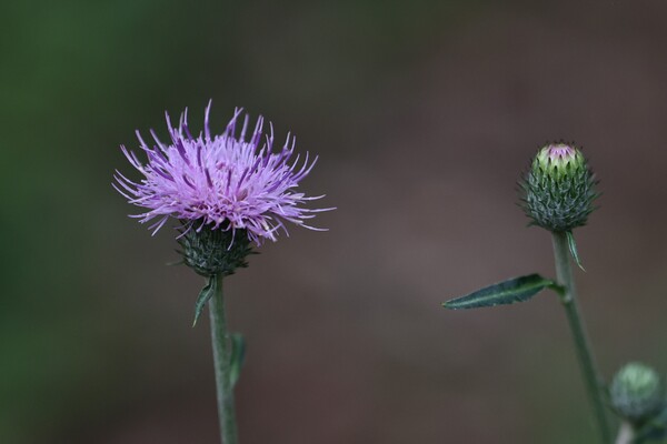 森蔭の薊