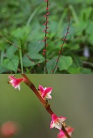 ヌスビトハギ似の赤い小さな花
