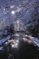 冬の木洩れ日　林道