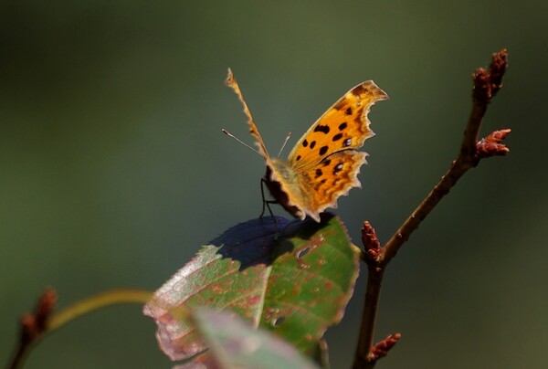 秋色の蝶