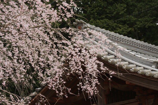 長光寺山門の桜