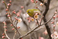 どうにか、撮れました